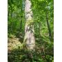 Standing Timber on 60+/- Acres - Garrett Ln/Hidden Cove