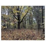 Tact 3 - 204.74+/- Acres