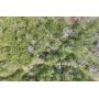 121.62+/- Acres - Hix Hollow Rd.
