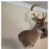 Deer Mount