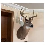 Deer Mount