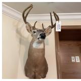 Deer Mount