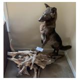 Taxidermy Mount Coyote