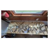 Collection of Deer Antlers
