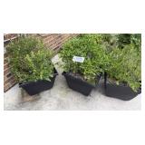 Set of 3 Boxwood Shrubs/Containers