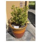 Reddish/Brown Glazed Flowerpots