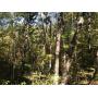 2.73 Acre Lot