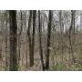 32+/- WOODED ACRES