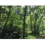 22 WOODED ACRES