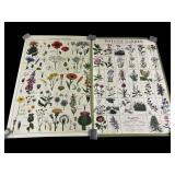 Wildflower specimens & Botanic garden posters