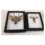 2 Insects in Display Cases