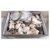 Box FULL of Seashells