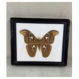 Framed Attacus Atlas Moth