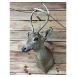Non typical buck deer head mount