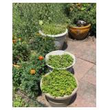 Planter Lot by Fence