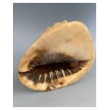 Conch Seashell 9'