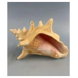 8.5' Conch Seashell