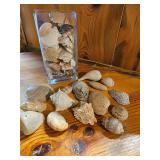 Sea Shells