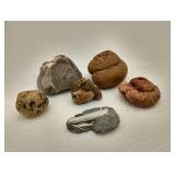 Horn Coral Fossils