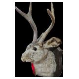 Jackalope