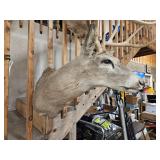 White Tail Deer Mount