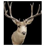 Mule Deer Head Mount