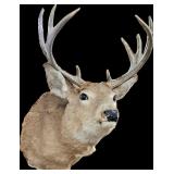 White Tail Deer mount (Needs repair)