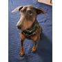 DOBERMAN UNDERGROUND CHARITY AUCTION