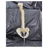 Life Size Anatomical Human Vertebral Column