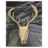 Taxidermy Deer Skull with Antlers