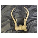 5 Point Deer Antlers