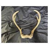 5 Point Deer Antlers