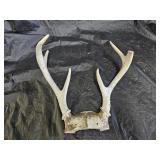 6 Point Deer Antlers