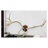 Mounted Elk Antler Rack 42 Inch Trophy