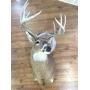 Whitetail Buck Shoulder Mount