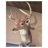 Whitetail Shoulder Mount, 9 Point