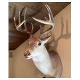 Whitetail Shoulder Mount,  15 Point- 14.5
