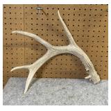 (Large Whitetail Shed Antler