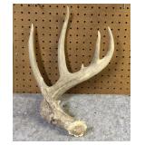 Large Whitetail Shed Antler