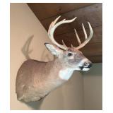 Shoulder Mount Whitetail, 9 Point