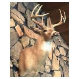 Shoulder Mount Whitetail Deer