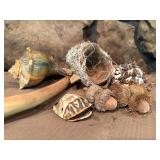 Nest, Turtle Shell, Seashells, Wood Piece, and