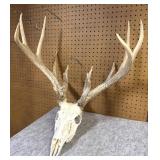 Whitetail Skull & Antlers 14 Points, 19" Inside