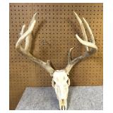 Whitetail Skull  Antlers, 9 Point, 16" Inside
