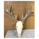 Whitetail Skull & Antlers, 10 Point, 16" Inside