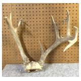 Whitetail  Skull Cap, 12 Point 15" Inside Spread