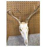 Whitetail Skull & Antlers, 11.5" Inside Spread