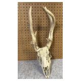 Whitetail Skull & Antlers, 5 Point, 6.5" Inside