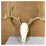 Whitetail Skull & Antlers 9 Point, 18.5 Inside