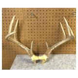 Whitetail  Skull Cap, 9 Point, 17" Inside Spread